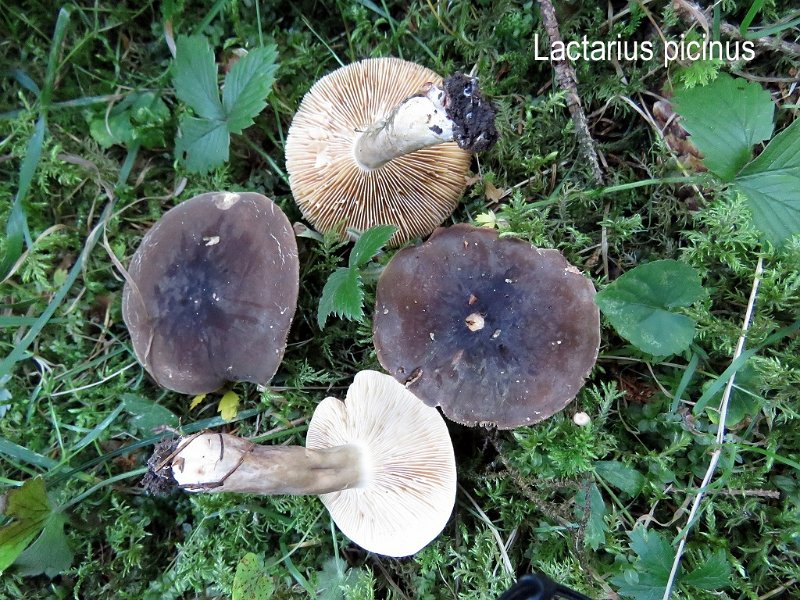 Lactarius picinus-amf1088.jpg - Lactarius picinus ; Syn: Lactarius azonites var.picinus ; Nom français: Lactaire enfumé, Lactaire couleur de poix